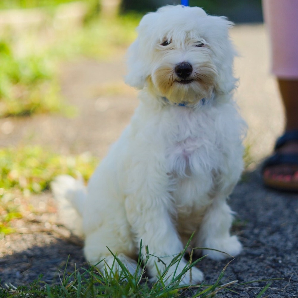 Meet your Posher, Eve.  NOTE: PUPPY NOT 4 SALE